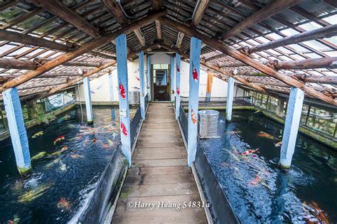 佳河錦鯉園|佳河錦鯉多肉園館